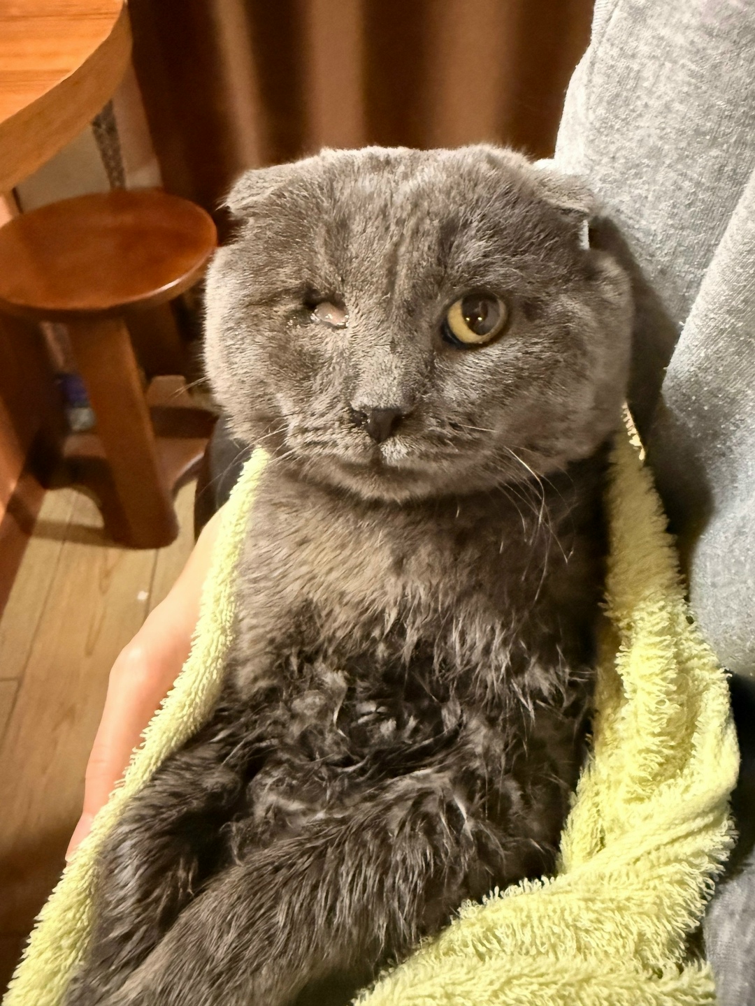 Найдена кошка в Кургане — фото объявления