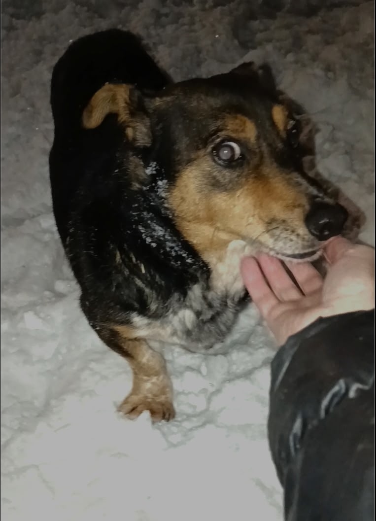 Пропала собака в Кургане — фото объявления