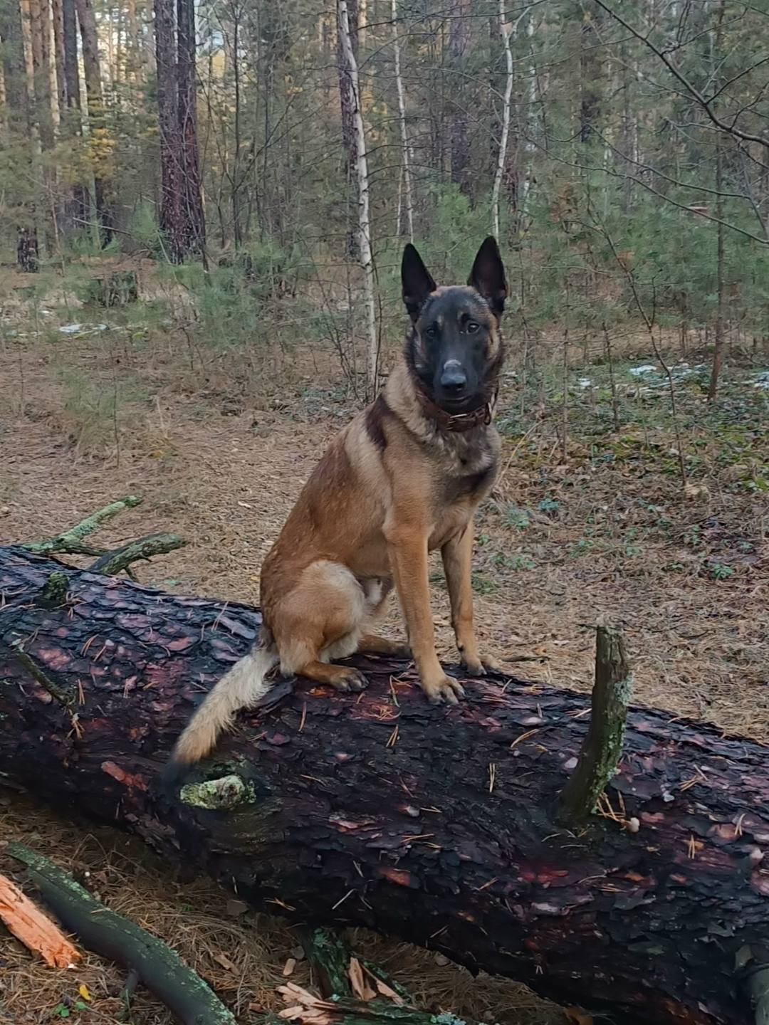 Пропала собака в Кургане — фото объявления