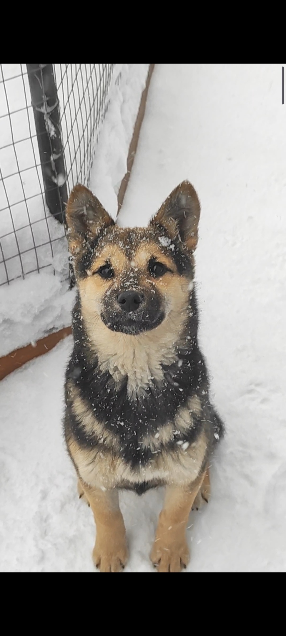 Пропала собака в Кургане — фото объявления
