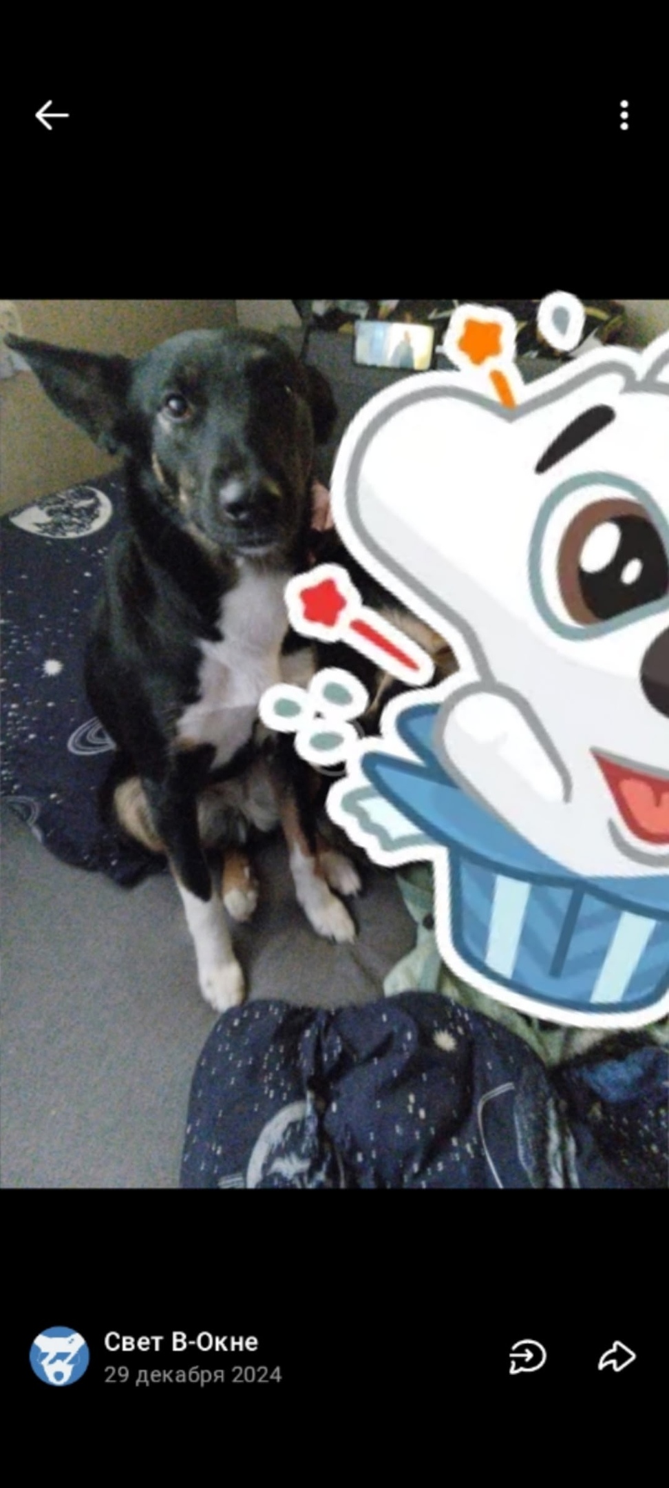 Пропала собака в Кургане — фото объявления