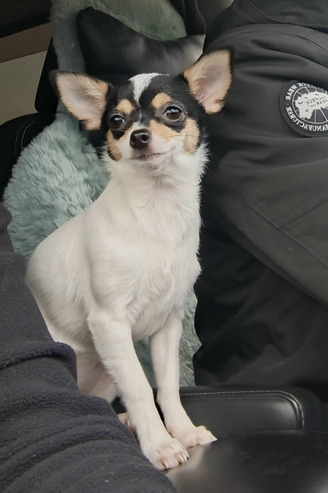 Пропала собака в Кургане — фото объявления