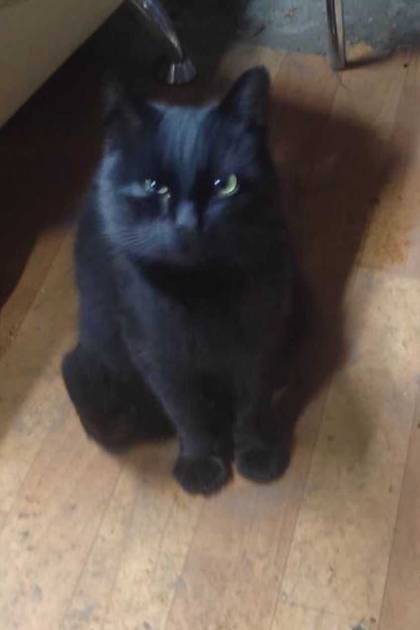 Пропала кошка в Кургане — фото объявления