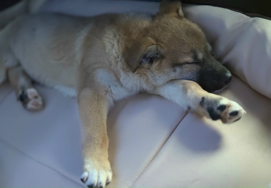 Найдена собака в Кургане — фото объявления