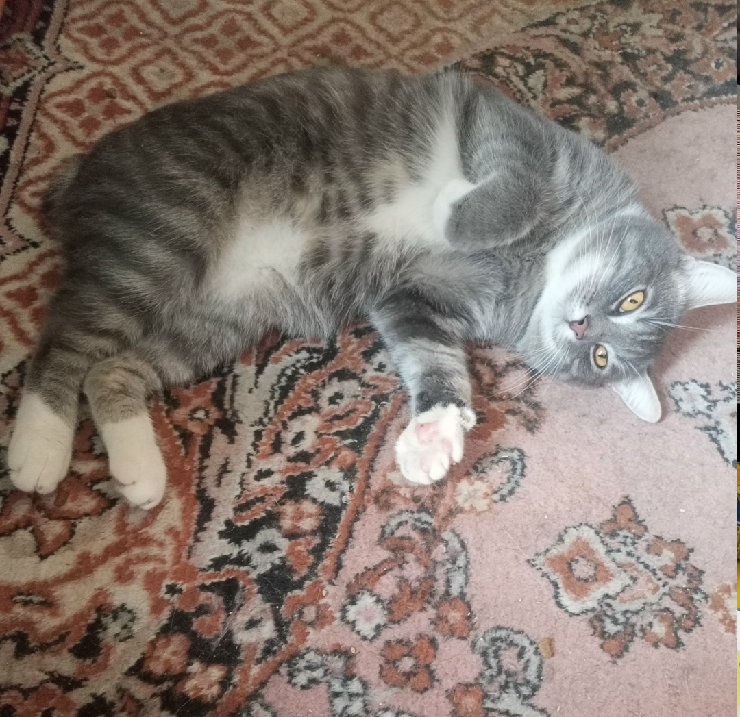 Найдена собака в Кургане — фото объявления