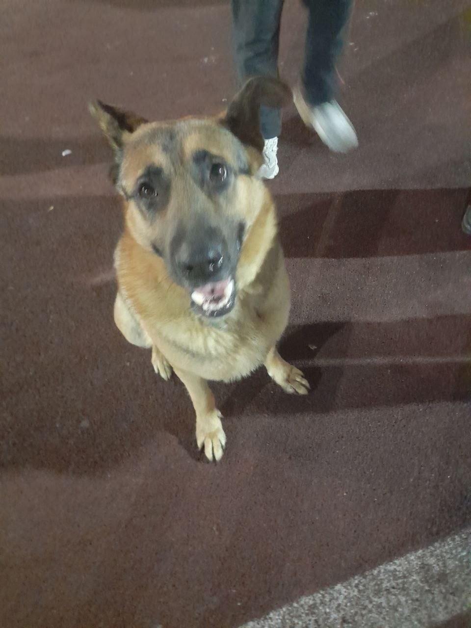 Найдена собака в Кургане — фото объявления