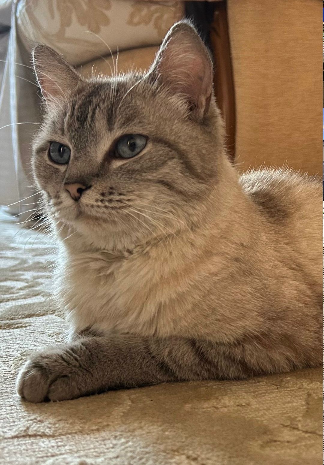 Найдена кошка в Кургане — фото объявления