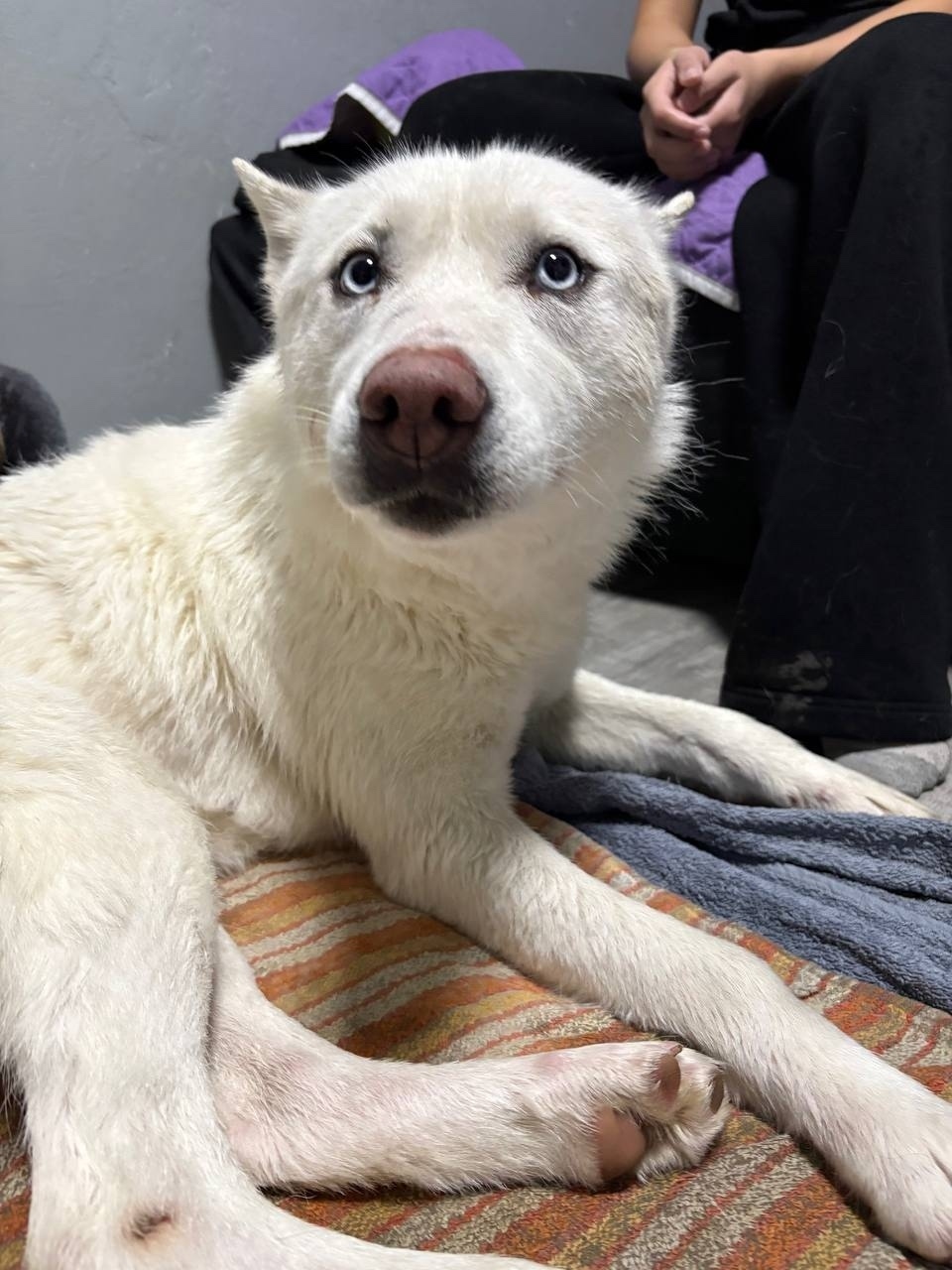 Найдена собака в Кургане — фото объявления