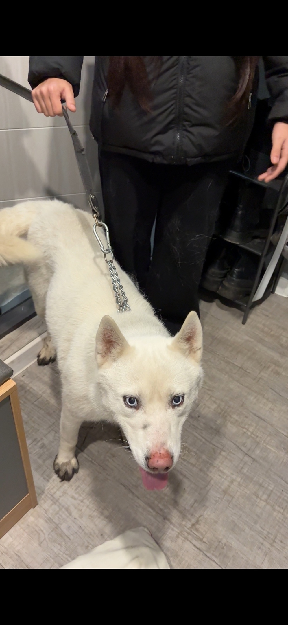 Пропала собака в Кургане — фото объявления