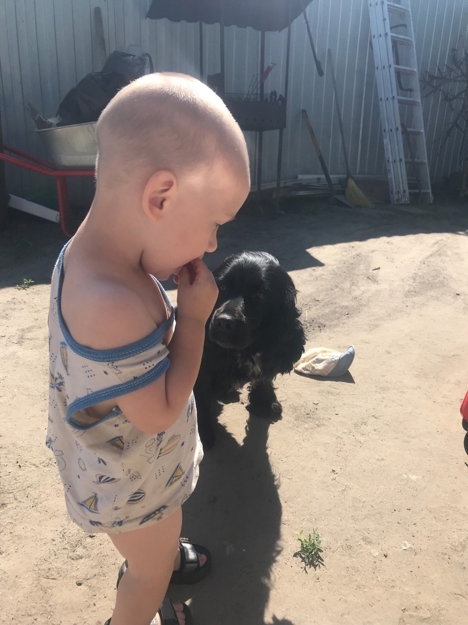 Пропала собака в Кургане — фото объявления