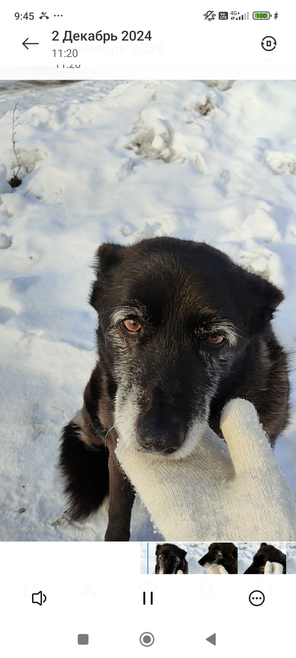 Пропала собака в Кургане — фото объявления