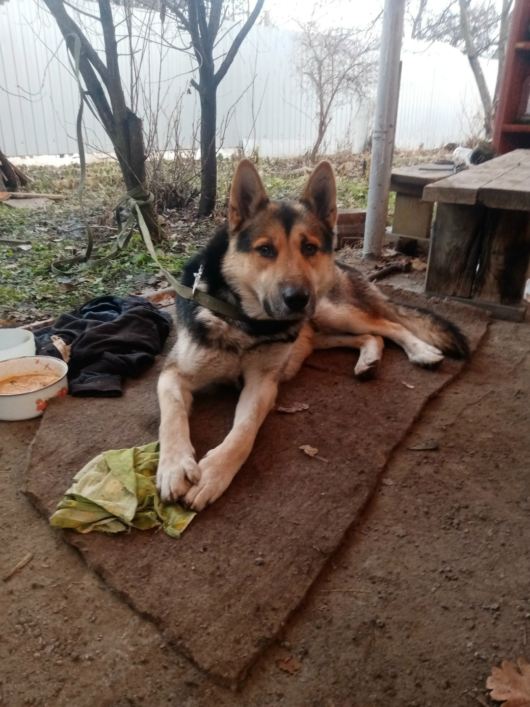 Найдена собака в Кургане — фото объявления