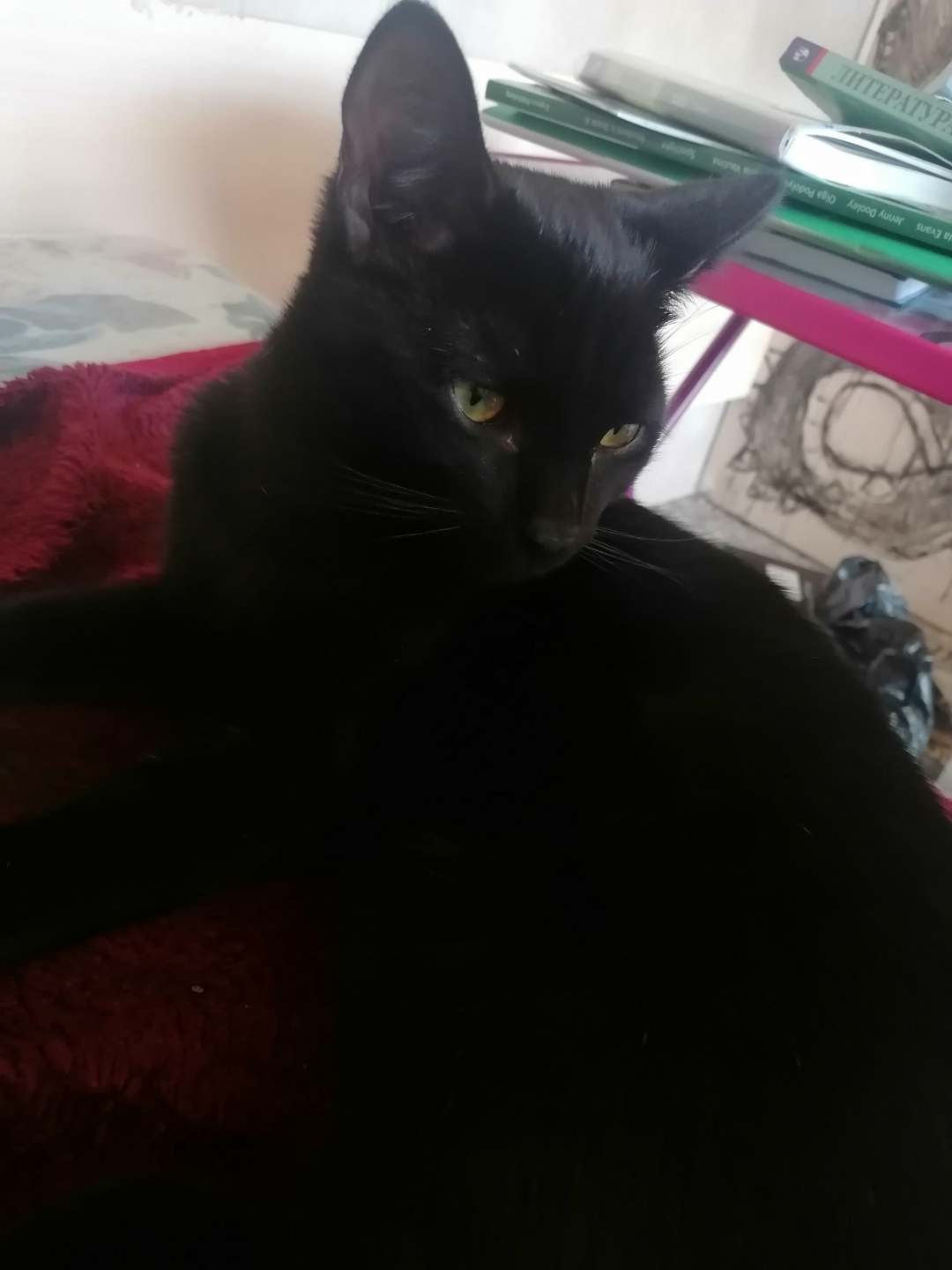 Пропала кошка в Кургане — фото объявления