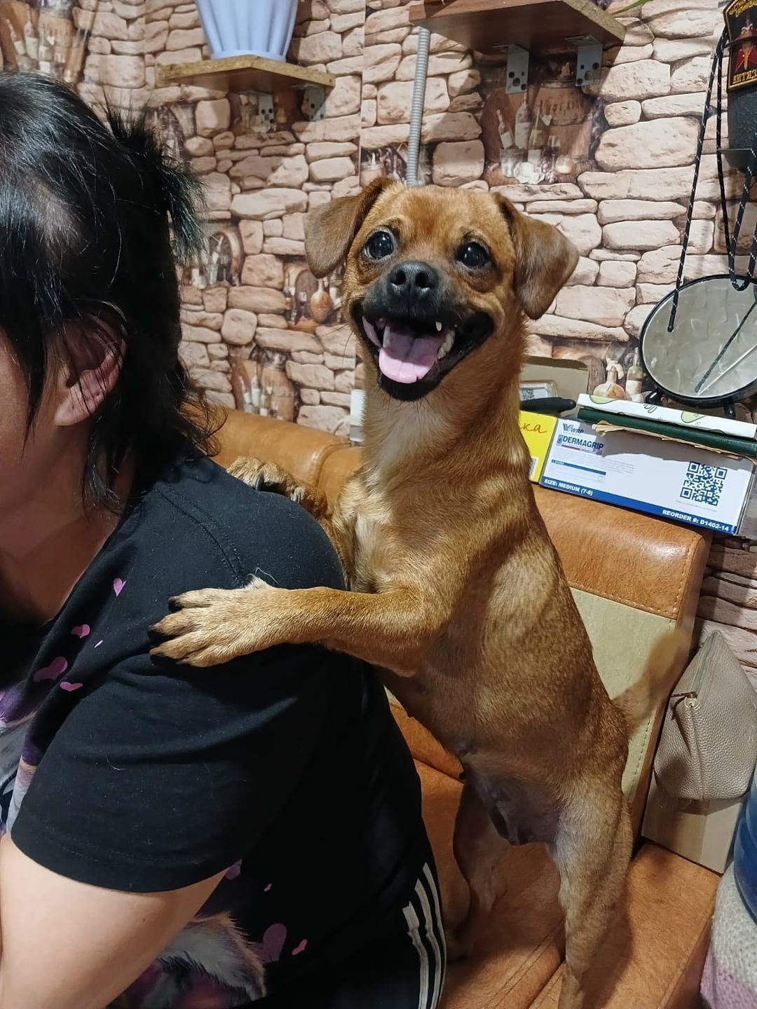 Пропала собака в Кургане — фото объявления