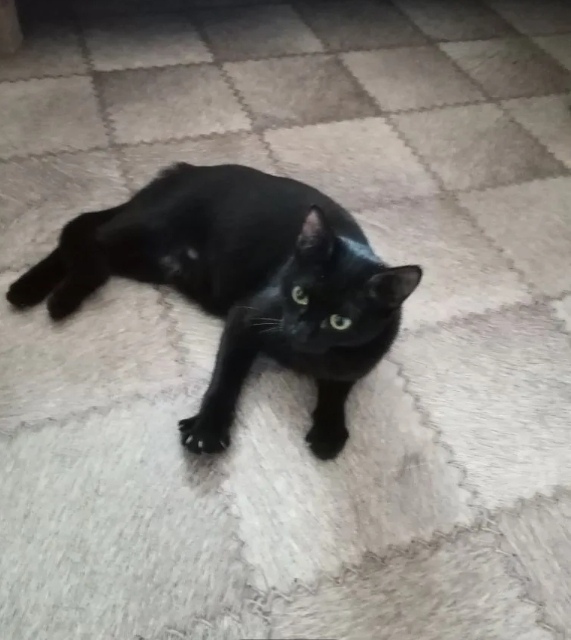 Найдена кошка в Кургане — фото объявления