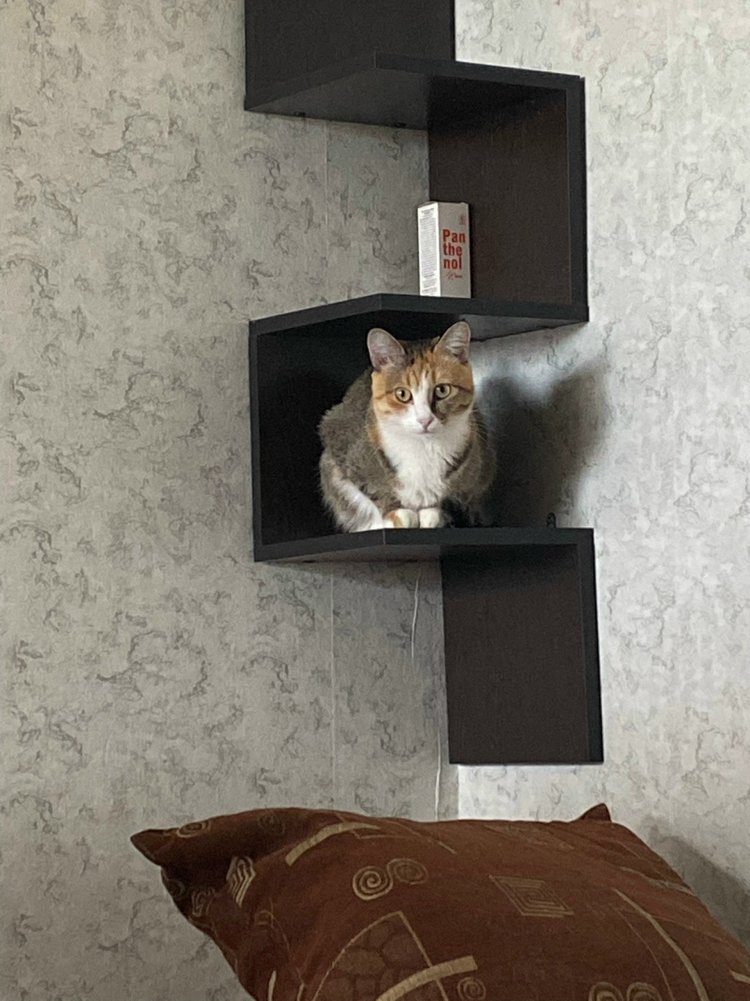 Найдена кошка в Кургане — фото объявления