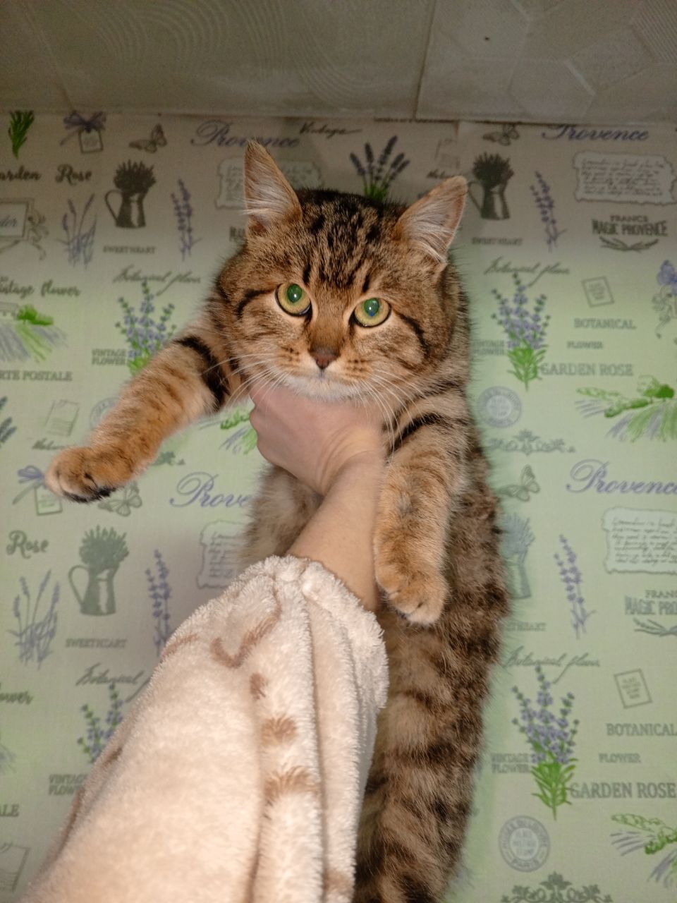 Найдена кошка в Кургане — фото объявления