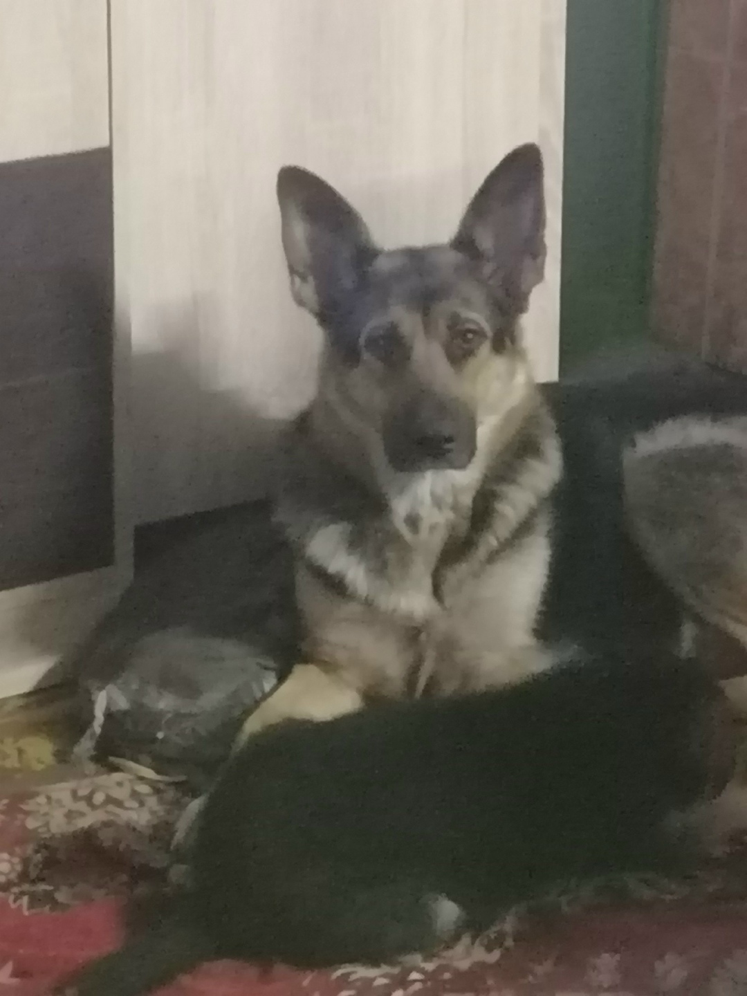 Пропала собака в Кургане — фото объявления