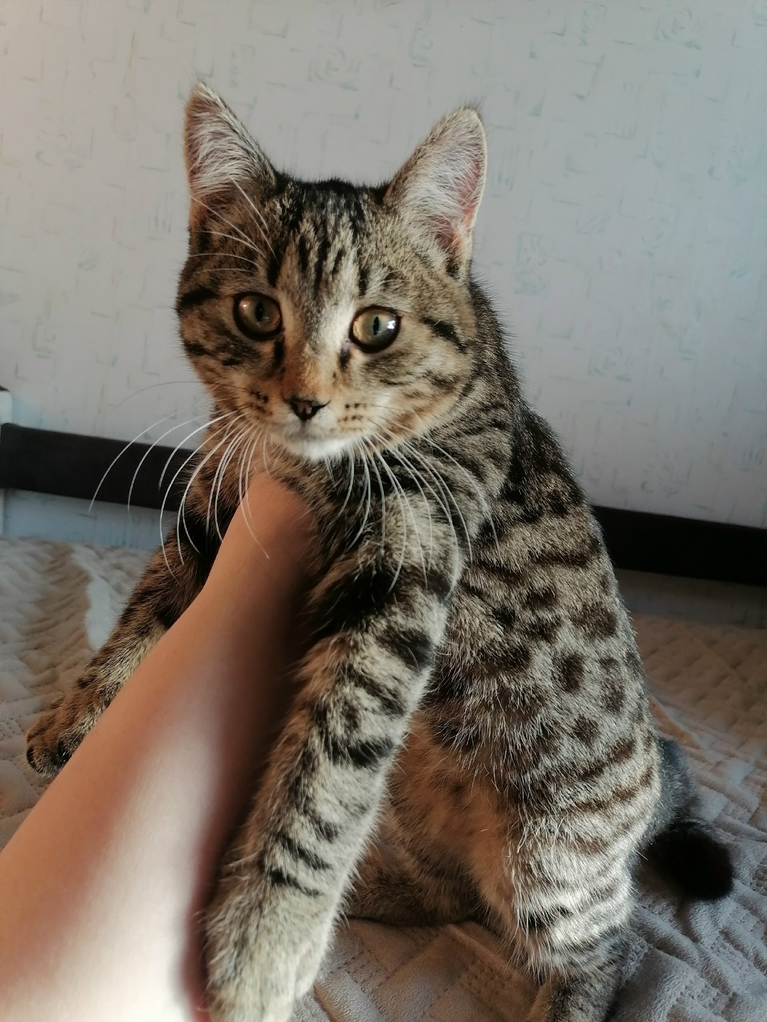 Найдена кошка в Кургане — фото объявления