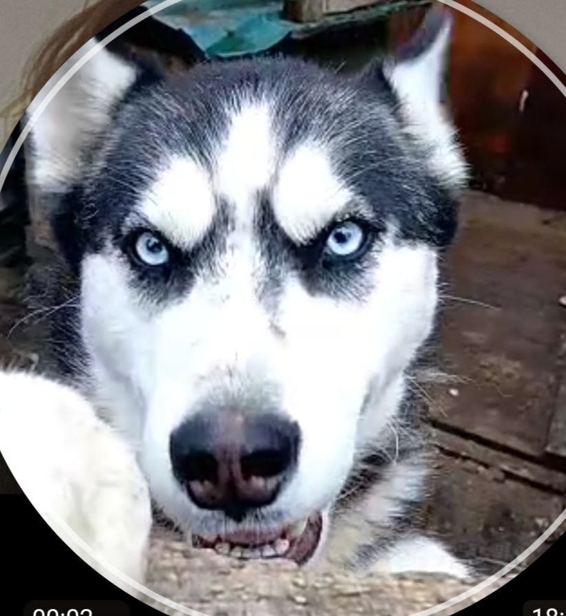 Пропала собака в Кургане — фото объявления