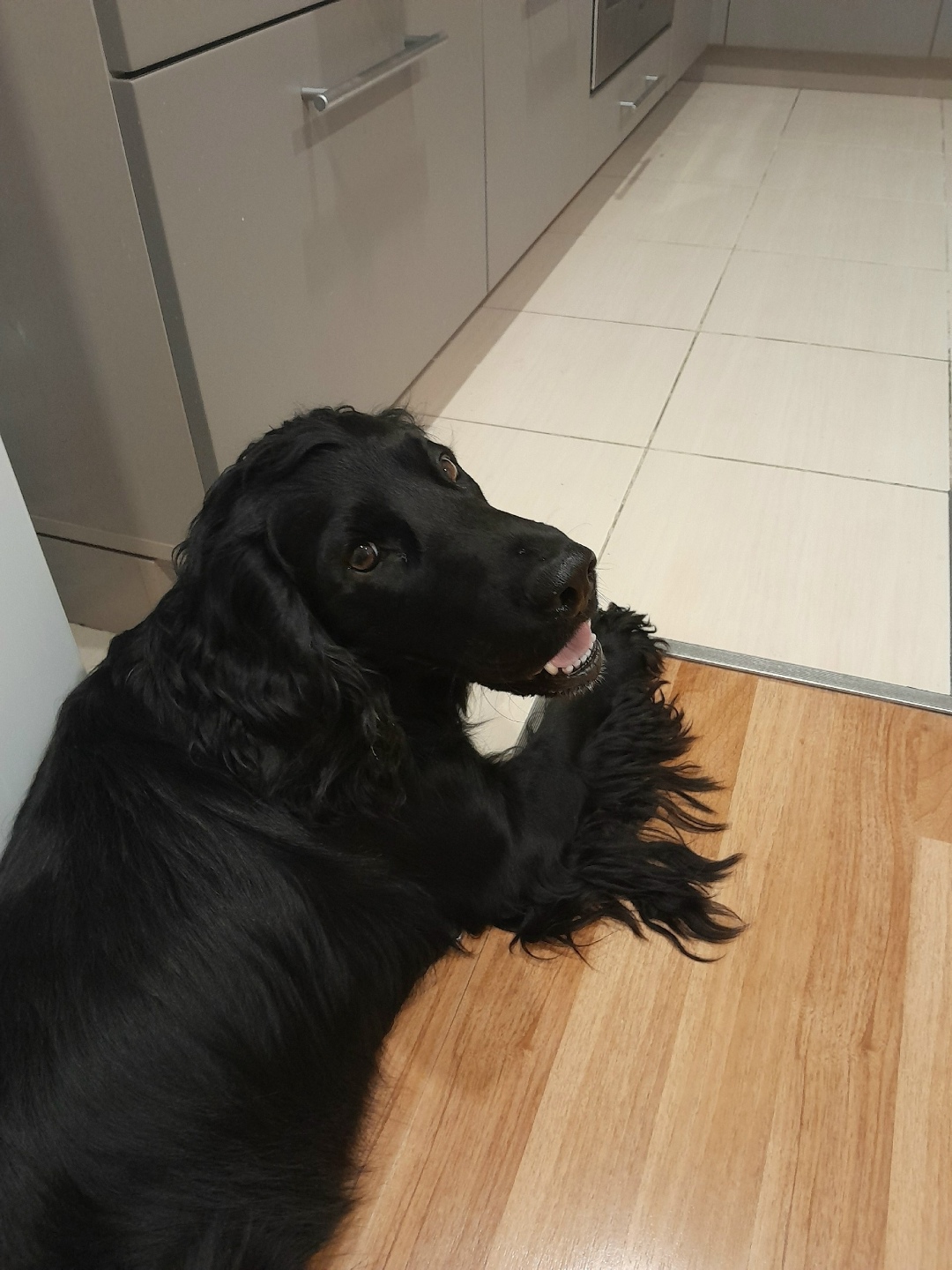 Найдена собака в Вологде — фото объявления