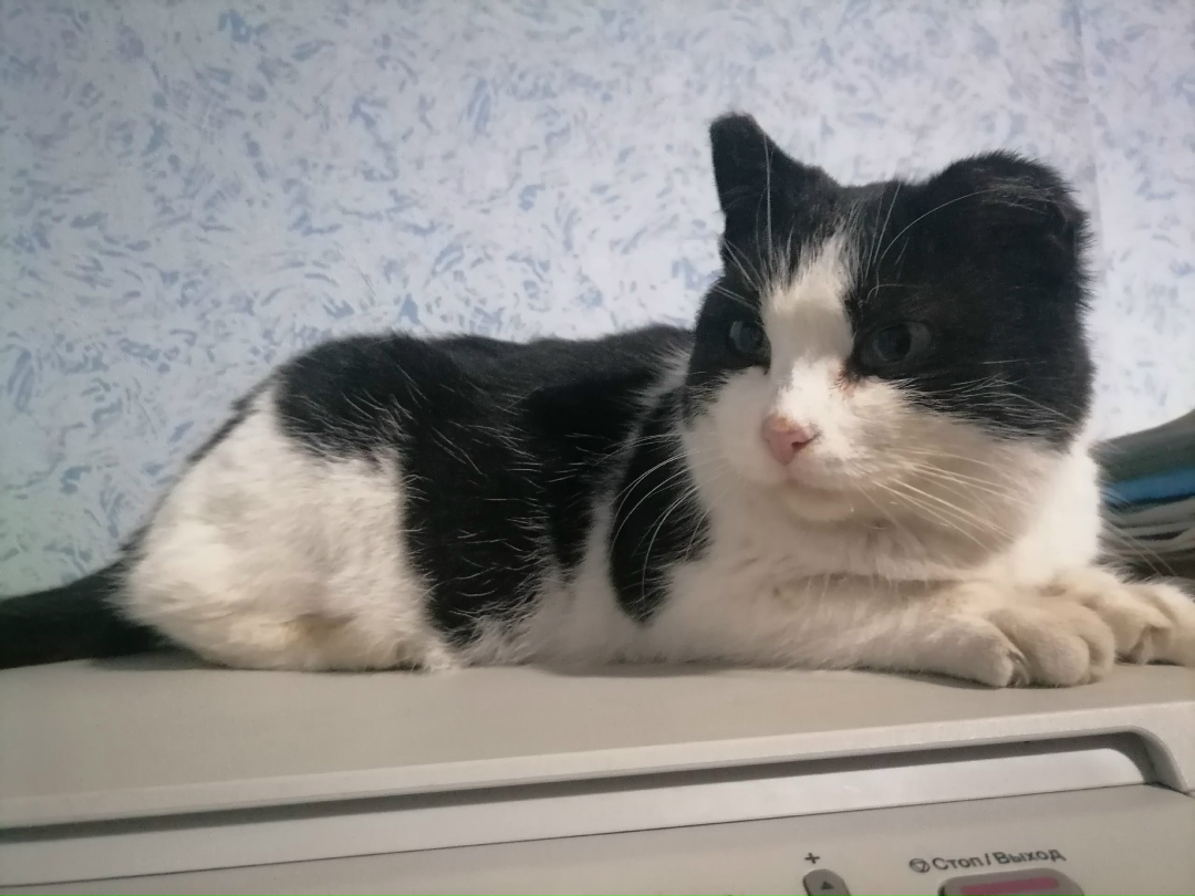 Найдена кошка в Вологде — фото объявления