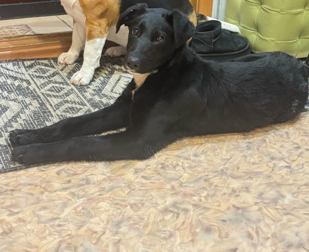 Найдена собака в Вологде — фото объявления