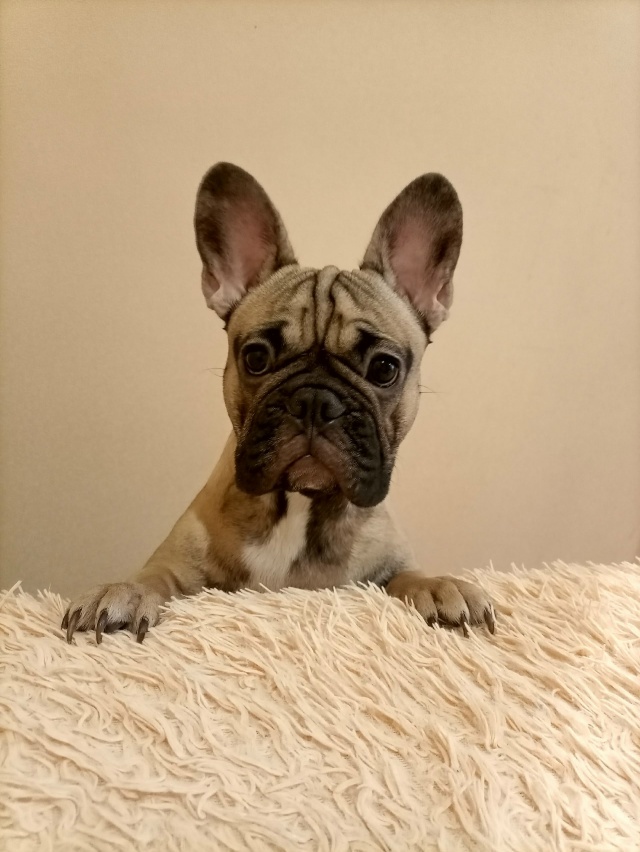 Пропала собака в Вологде — фото объявления