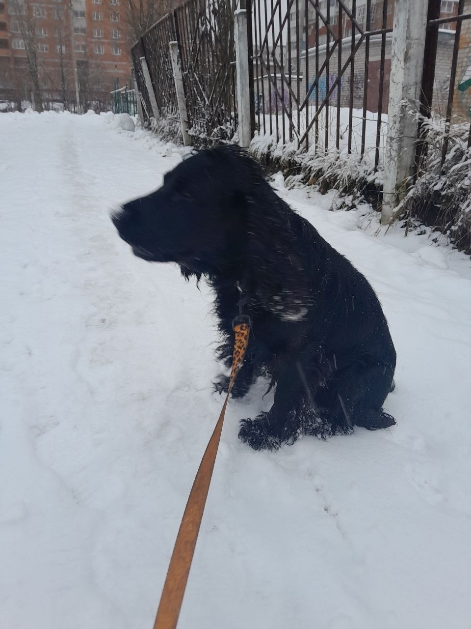 Найдена собака в Вологде — фото объявления