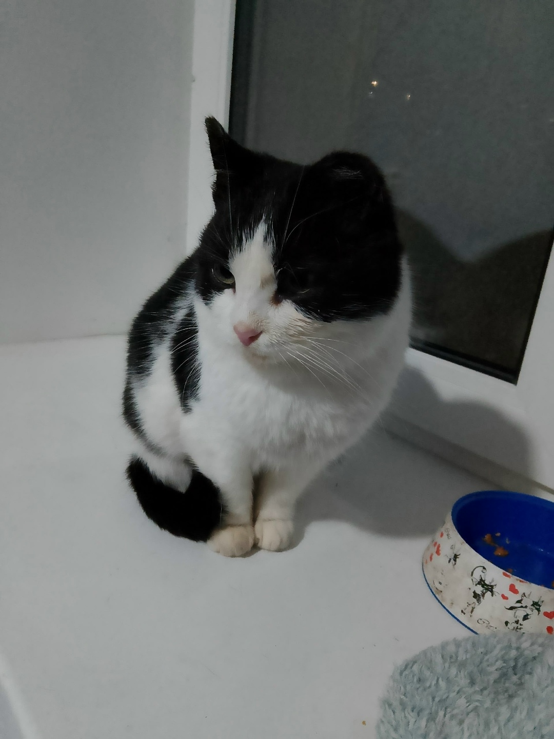 Найдена кошка в Вологде — фото объявления