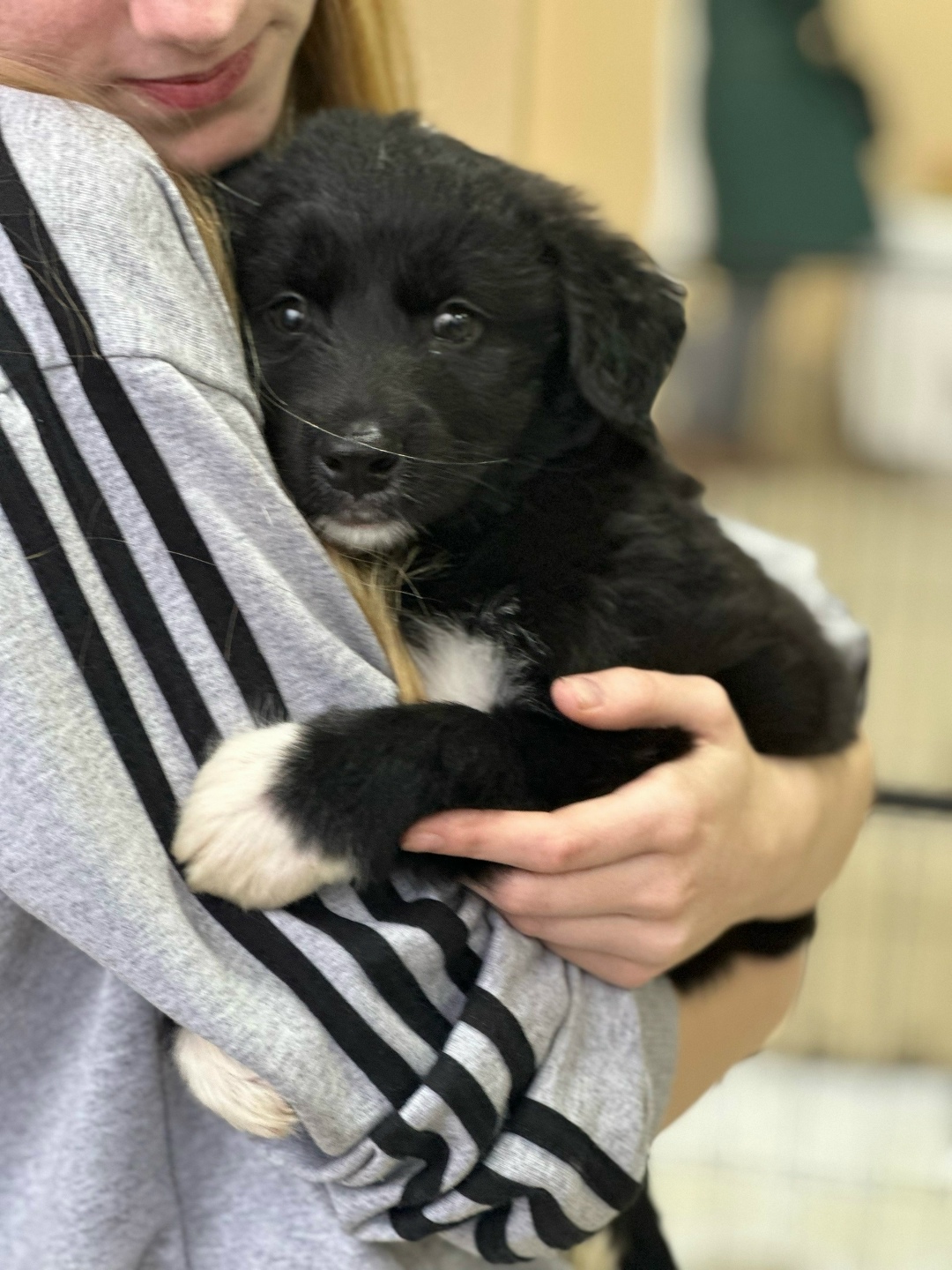 Найдена собака в Вологде — фото объявления