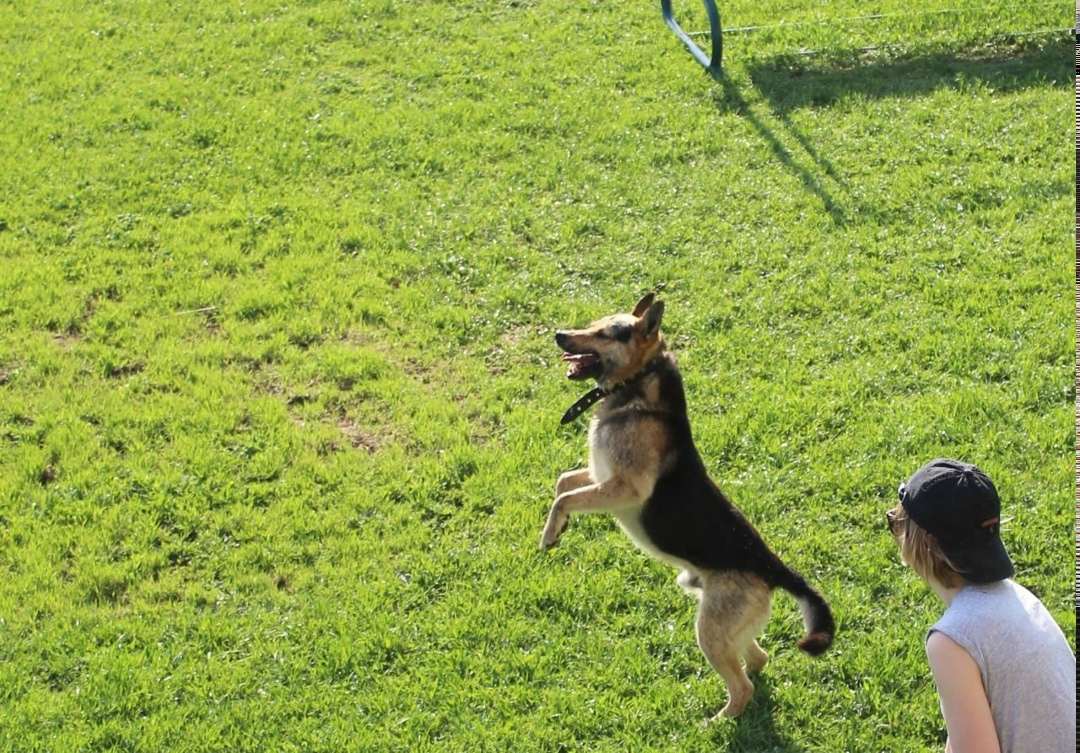 Пропала собака в Вологде — фото объявления
