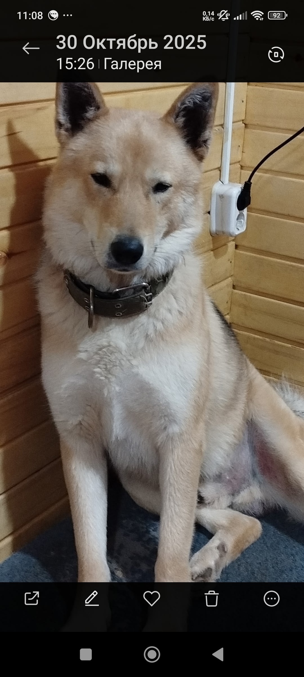 Найдена собака в Вологде — фото объявления