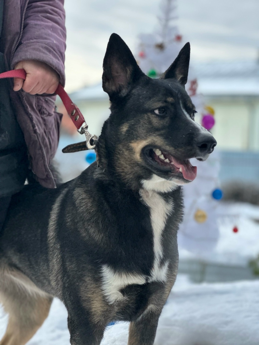 Найдена собака в Вологде — фото объявления