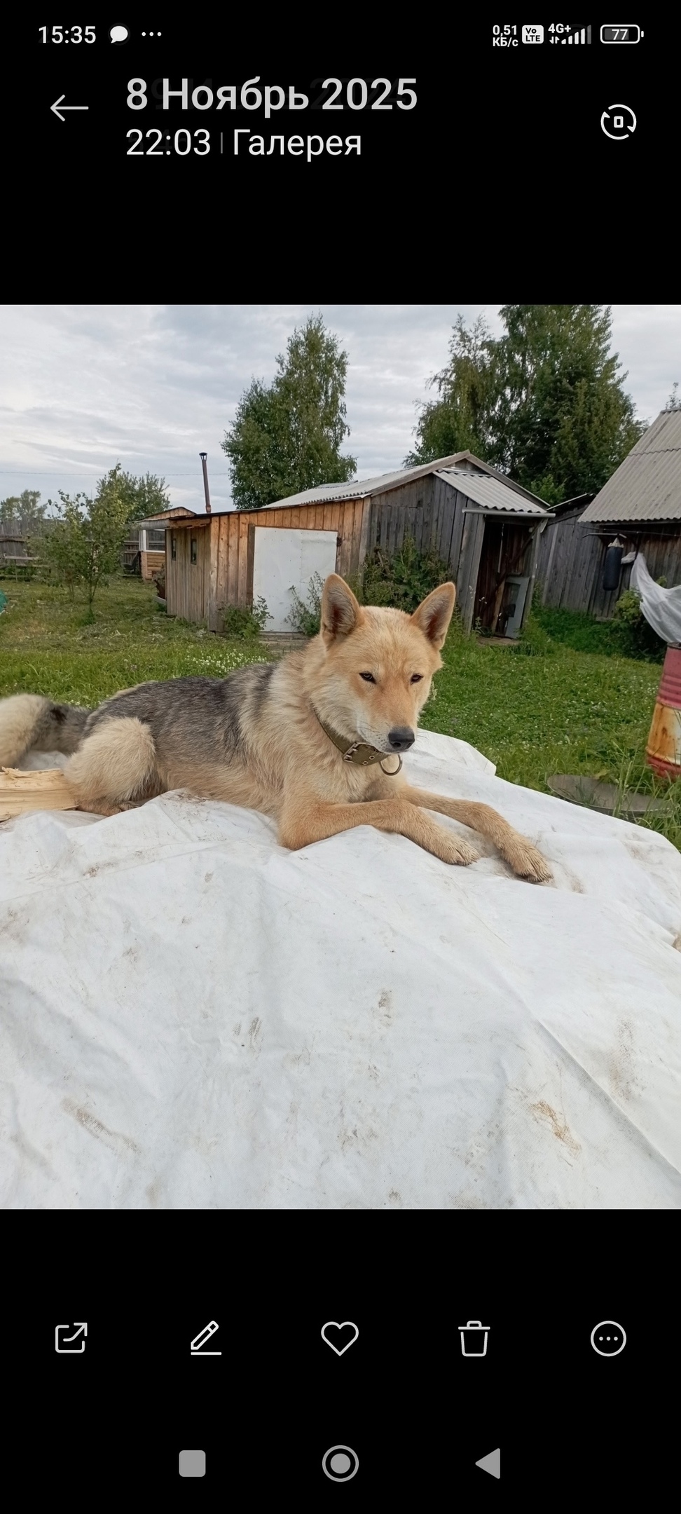 Найдена собака в Вологде — фото объявления