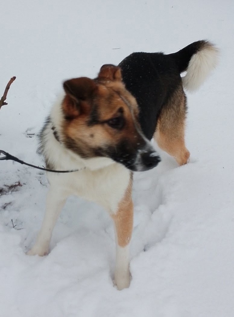 Найдена собака в Вологде — фото объявления