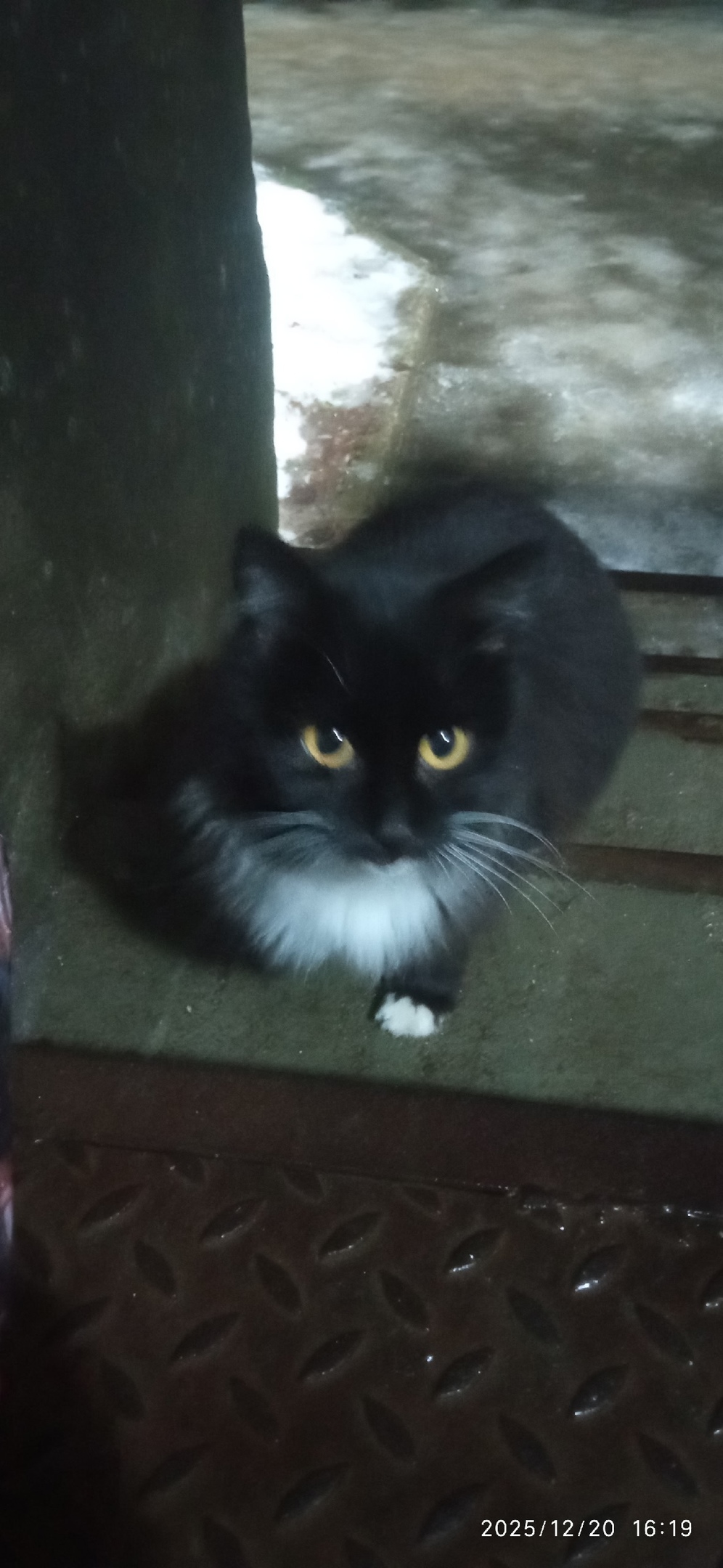 Пропала кошка в Вологде — фото объявления