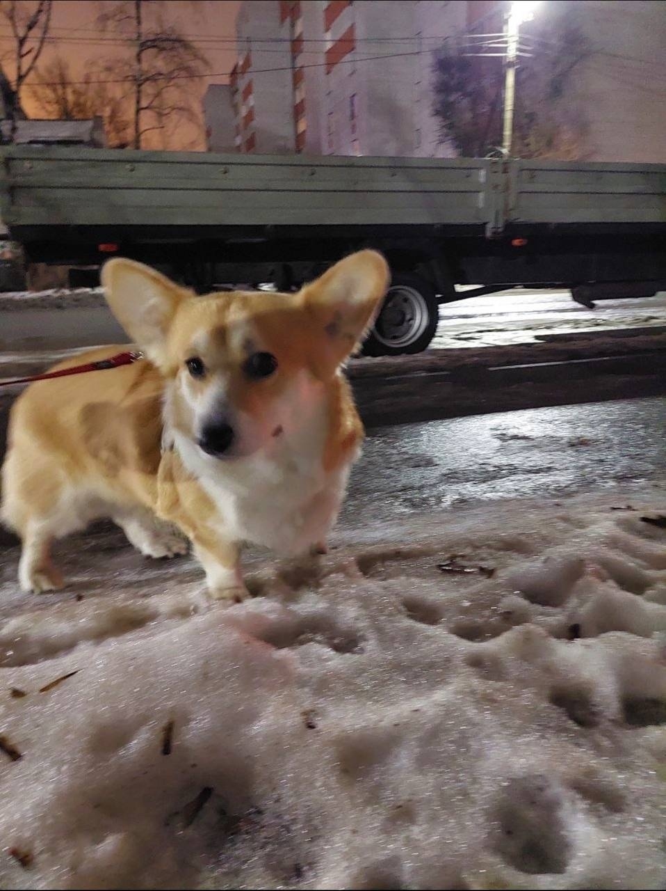 Найдена собака в Вологде — фото объявления