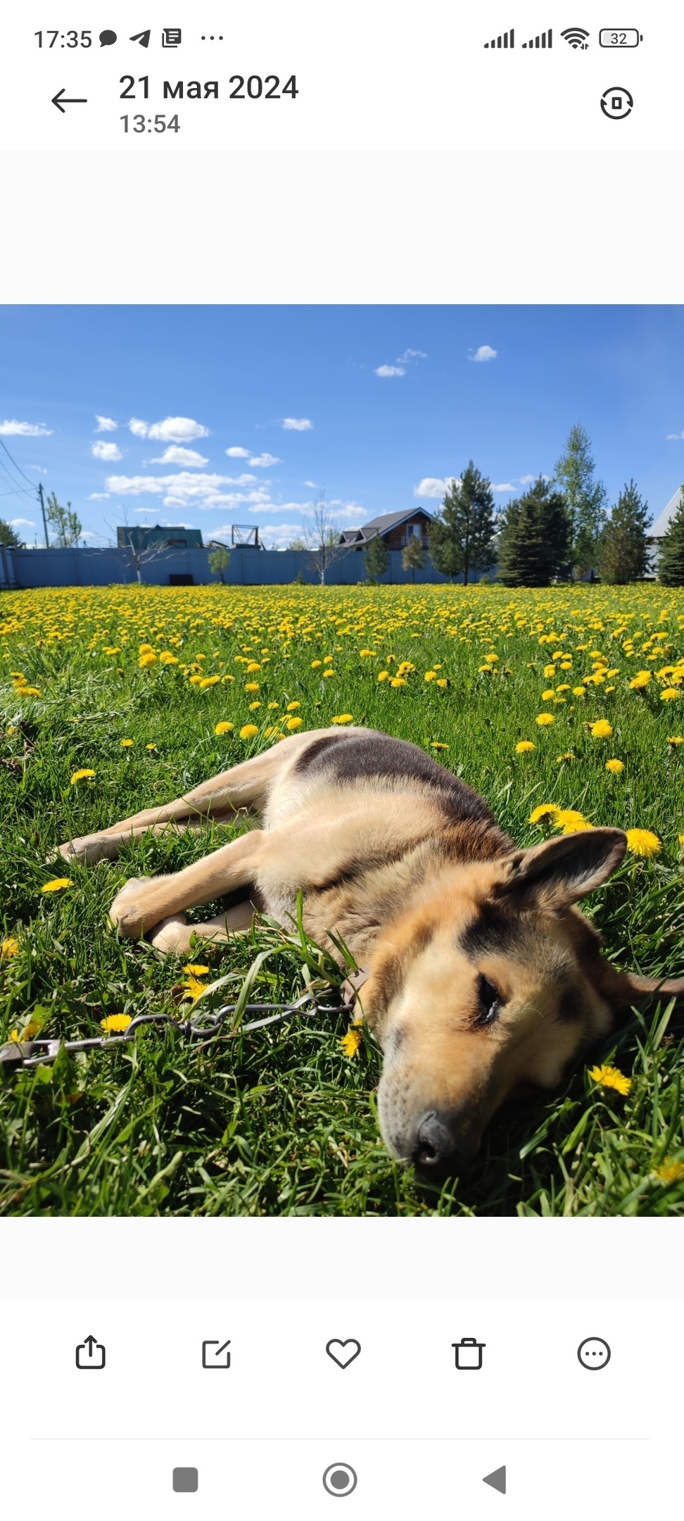 Пропала собака в Вологде — фото объявления