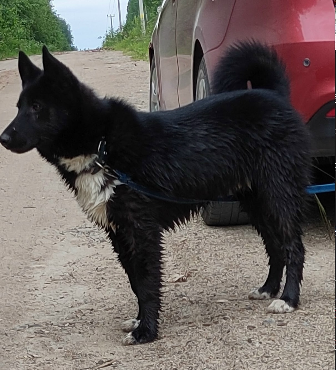 Пропала собака в Вологде — фото объявления