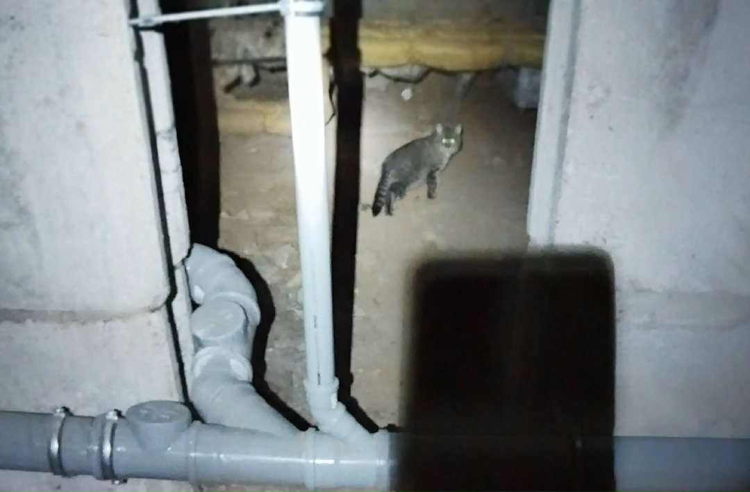 Найдена кошка в Вологде — фото объявления