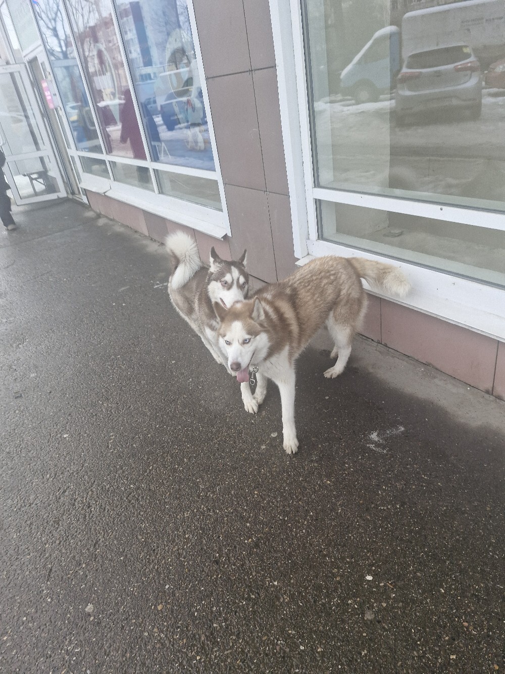 Пропала собака в Вологде — фото объявления