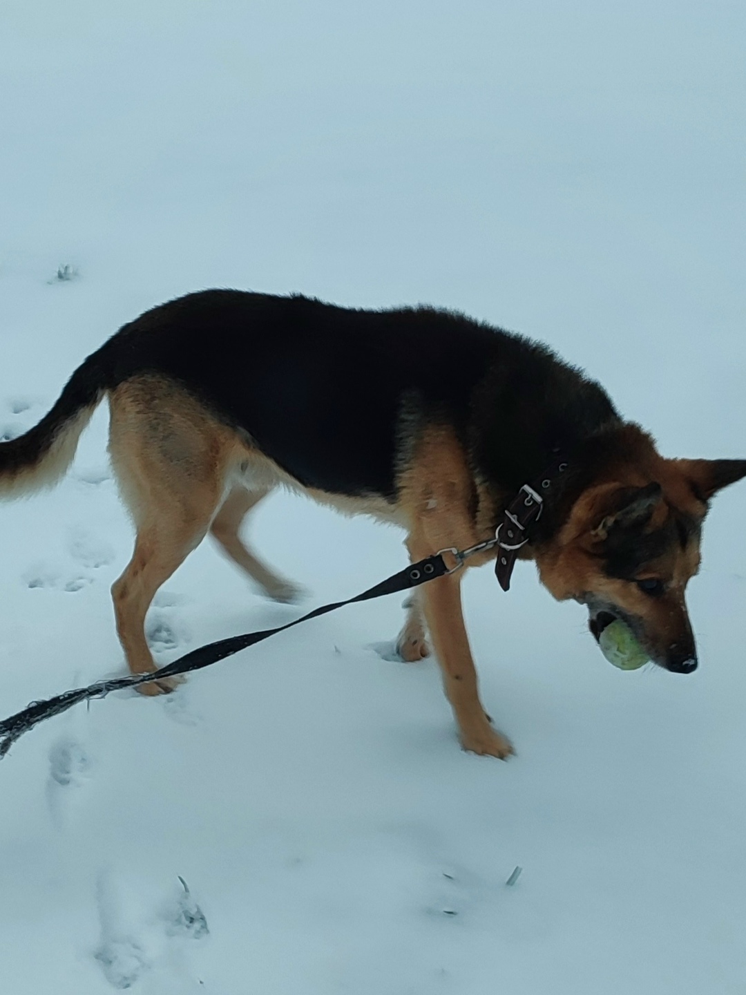 Найдена собака в Вологде — фото объявления
