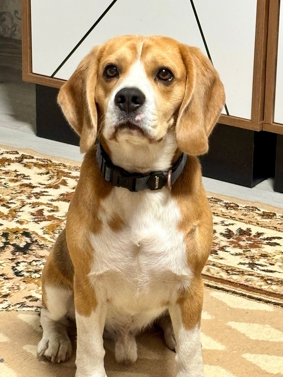 Пропала собака в Вологде — фото объявления