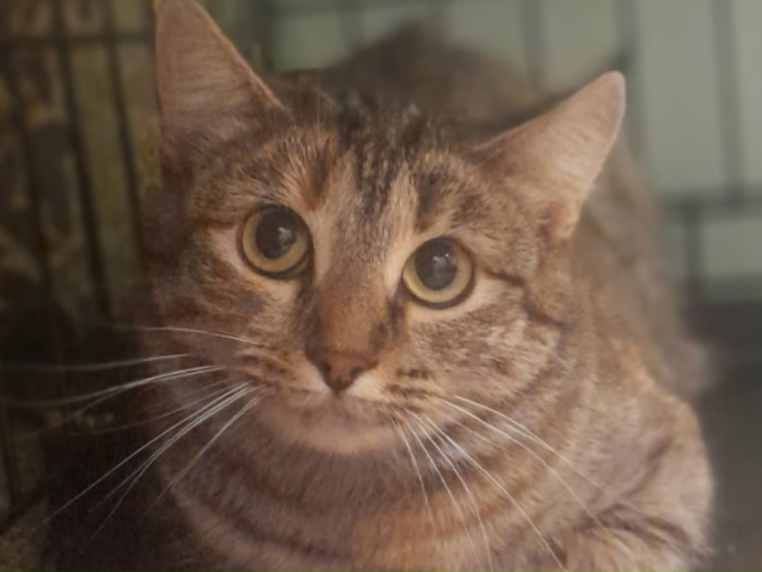 Найдена кошка в Вологде — фото объявления