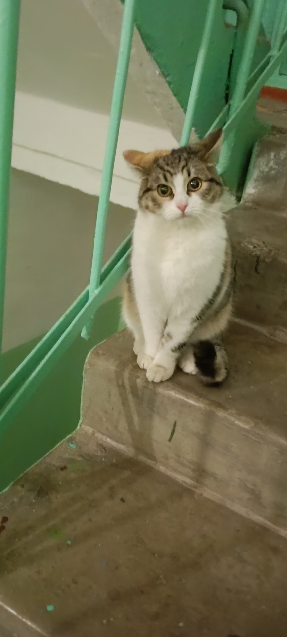 Найдена кошка в Вологде — фото объявления