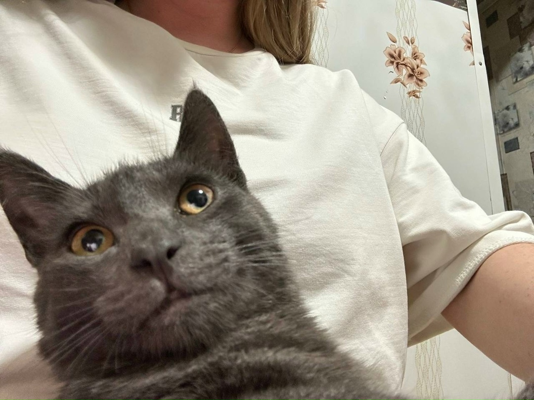 Пропала кошка в Вологде — фото объявления