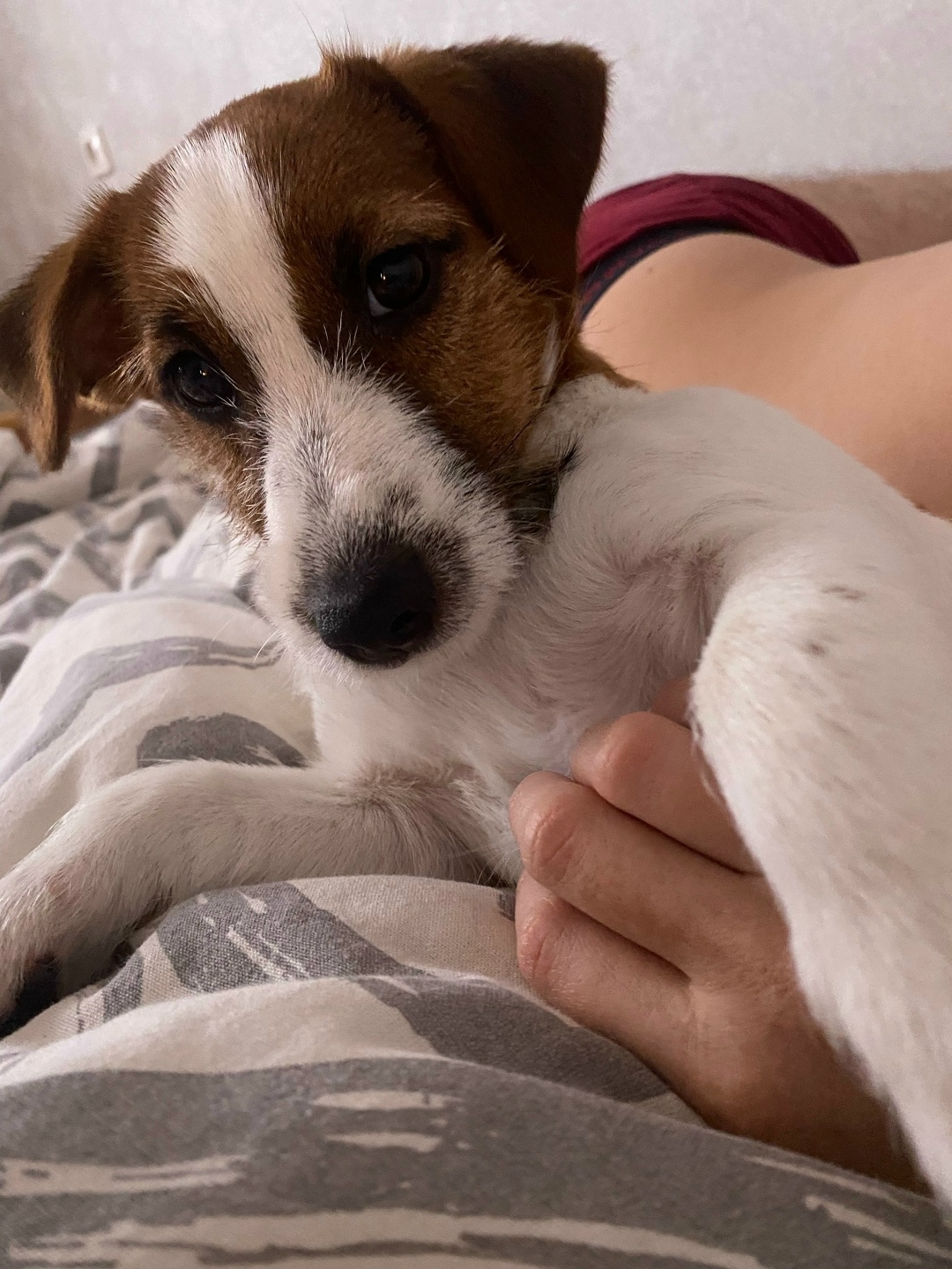 Пропала собака в Вологде — фото объявления