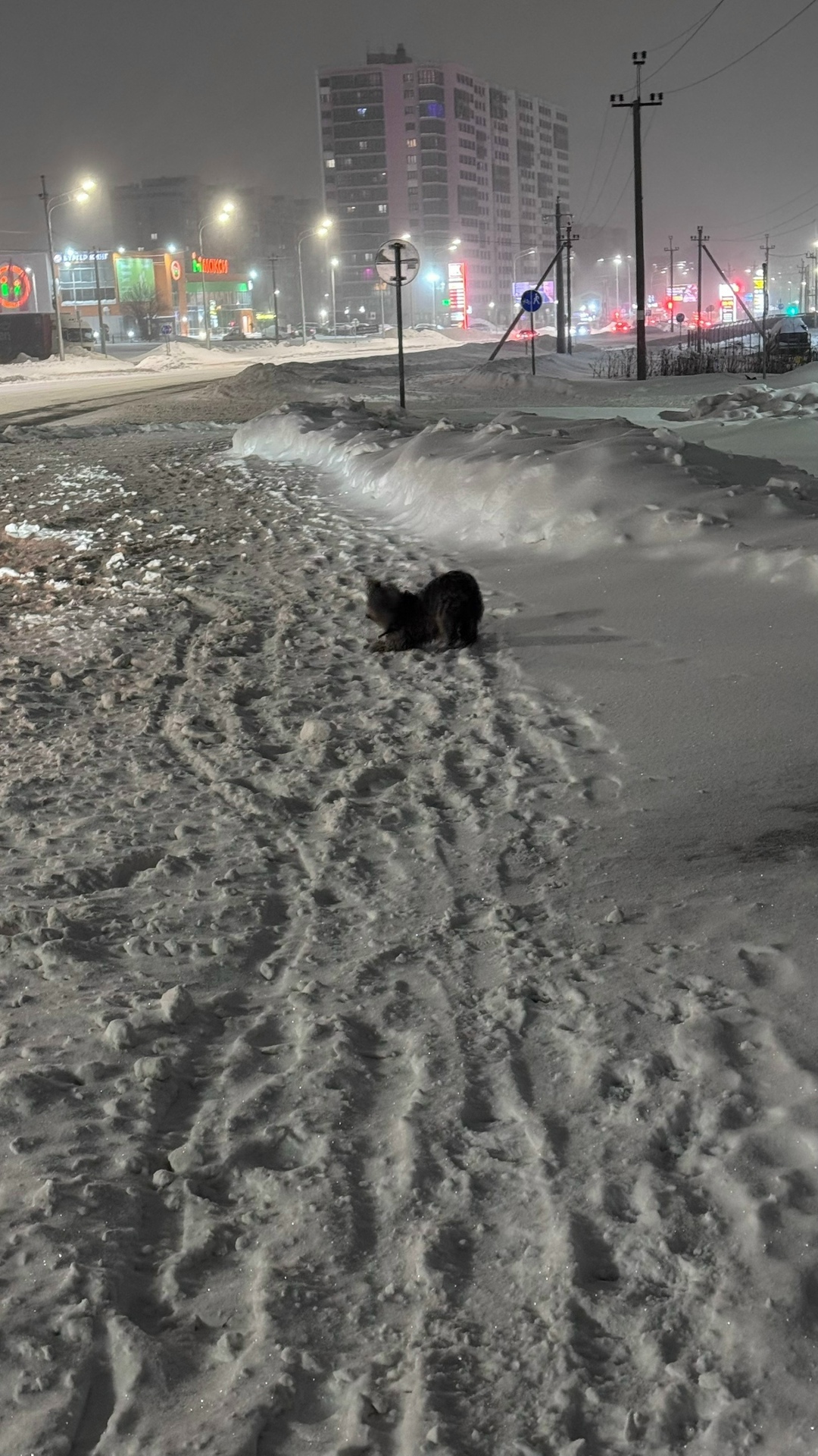 Пропала собака в Вологде — фото объявления