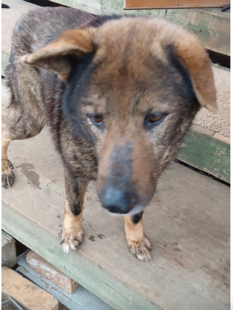 Пропала собака в Вологде — фото объявления